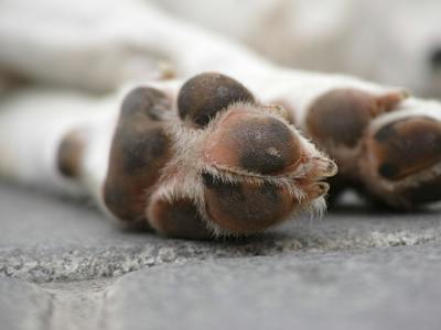 Proteja as Patas dos Seus Animais de Estimação no Verão